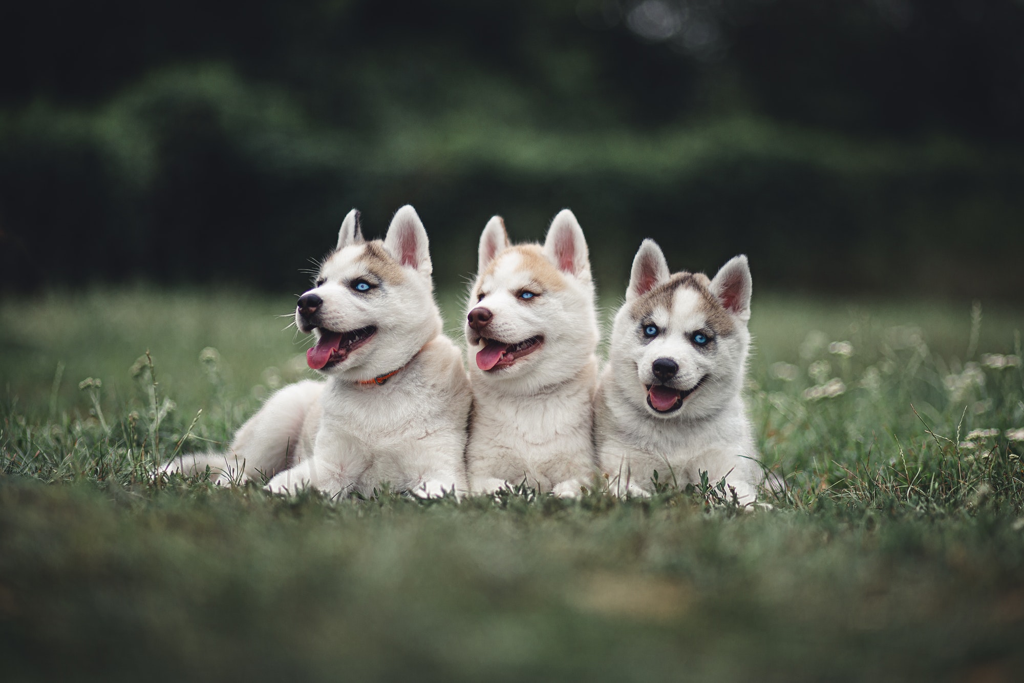 Husky Puppies